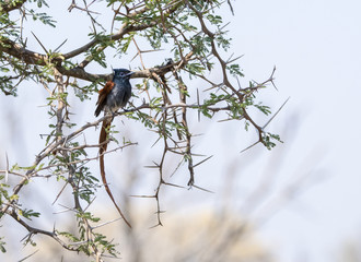 African Paradise Flycatcher (Terpsiphone viridis) in Tree in South Africa