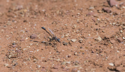 Ammophila wasp on the Ground in South Africa