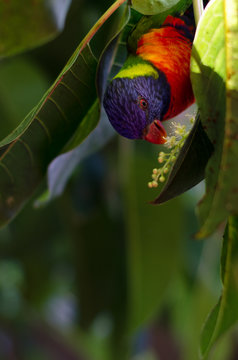 Colourfull bird
