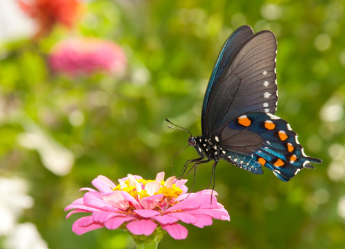 Green Swallowtail butterfly feeding on a pink Zinnia in sunny summer garden