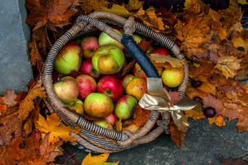 Jabłka w koszu pośród jesiennych liści klonu na ganku - obrazy, fototapety, plakaty