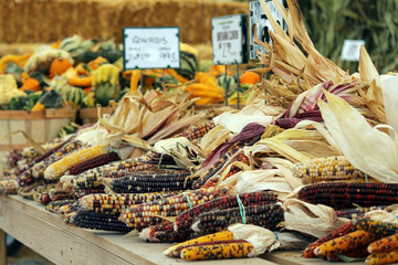 Autumn corn for sale