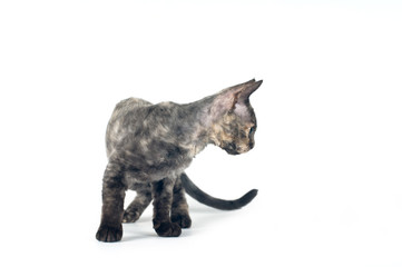 Devon rex purebrebred cat on white