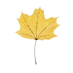 autumn leaf isolated on white background