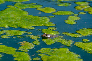 Grenouille dans son bain, au milieu de nuages d'algues verte