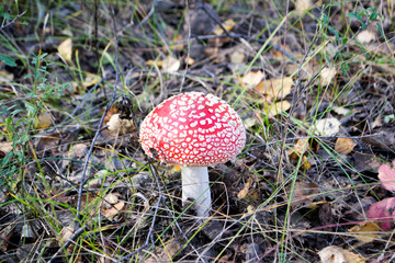 Amanita muscaria. Beautiful and poisonous mushroom.