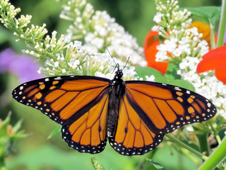  Toronto Lake Monarch butterfly on a white flower 2016