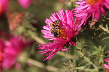 Bee and pink aster