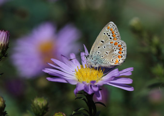 Little moth - the beauty of nature