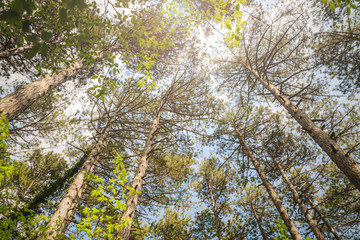 The majestic evergreen pine forest