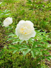 White peony