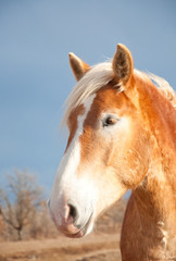 Obraz premium Belgian Draft horse against dark stormy skies in winter