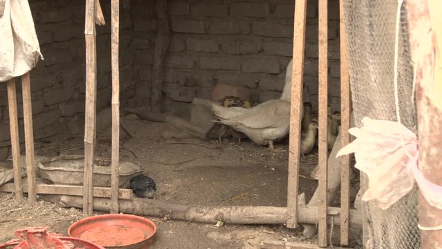 Sliding shot of domesticated ducks and ducklings in Chincha, Peru.