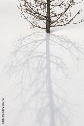 "Long Vertical Shadow Of A Larch Tree In The Snow; Calgary ...