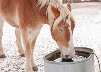 Belgian Draft horse drinkin water from a water trough on a cold winter day - Powered by Adobe
