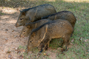 Javelinas feeding