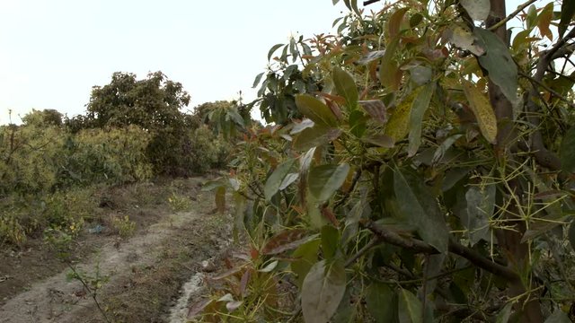 Sliding pan of an empty trail in rural Peru.