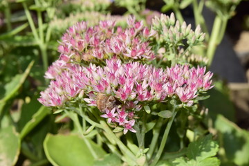 осенние цветы