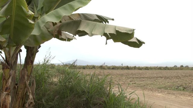 Rural Peru scene, sliding pan of rural Peru farmland with palm tree.