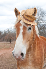Obraz premium Belgian Draft horse wearing a comical worn out straw hat