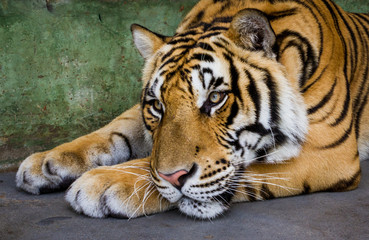 Fototapeta na wymiar Young tiger lying