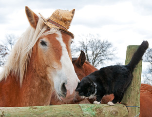 Belgian Draft horse wearing a silly worn out straw hat nuzzling with his tiny black and white kitty cat friend
