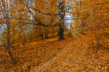 In The Autumn Forest