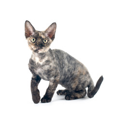 Devon rex purebrebred cat on white