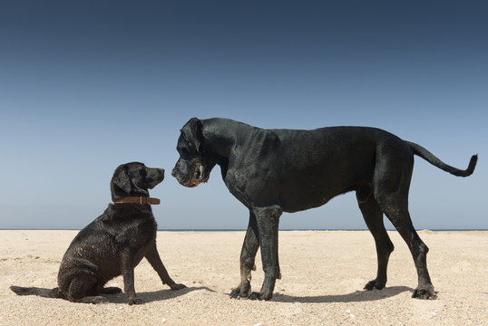 Large and small dog nose to nose on beach