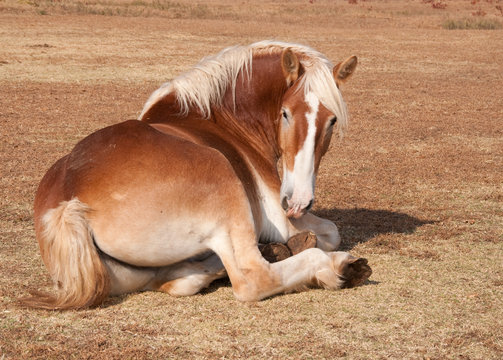 Belgian Draft lying down on ground in dry autumn grass, looking at the viewer