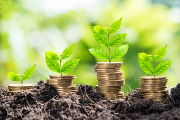 growth of golden coins in soil with green leaf background