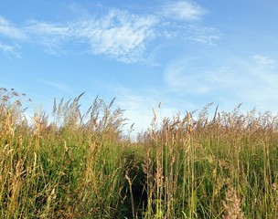 meadow grass