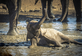 Fototapeta premium Baby African Elephant Rolls and Plays in a Water Hole