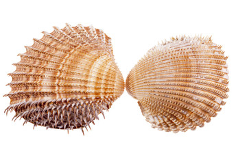 Sea shells of mollusk isolated on white background, close up