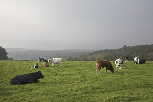 Cattle Grazing In A Field; Dore, South Yorkshire, England