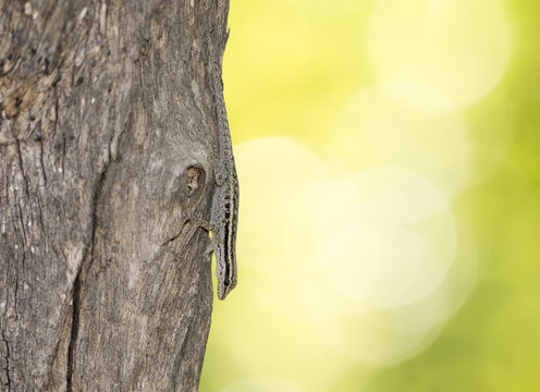 Cape Dwarf Gecko (Lygodactylus capensis) on Tree in Africa