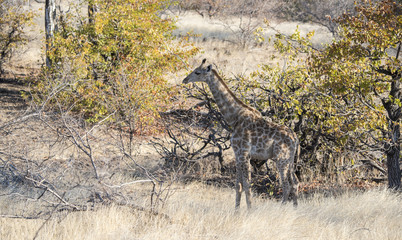 Wild Cape Giraffe (Giraffa giraffa giraffa) Standing in Brush in Africa