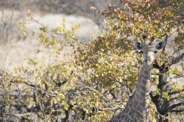 Wild Cape Giraffe (Giraffa giraffa giraffa) Standing in Brush in Africa