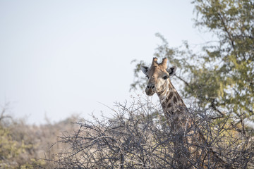 Naklejka na ściany i meble Wild Cape Giraffe (Giraffa giraffa giraffa) Standing in Brush in Africa