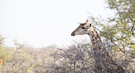 Wild Cape Giraffe (Giraffa giraffa giraffa) Standing in Brush in Africa