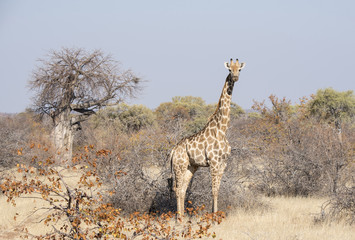 Wild Cape Giraffe (Giraffa giraffa giraffa) Standing in Brush in Africa