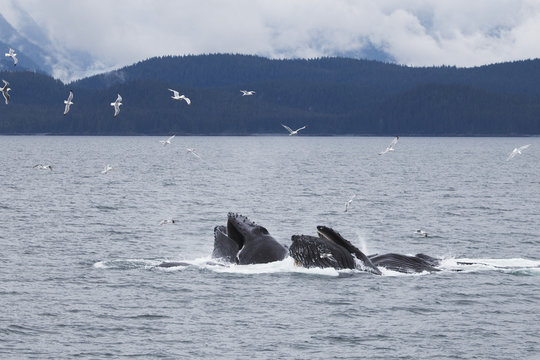 Humpback Whales (Megaptera Novaeangliae) Bubble Net Feeding; Juneau, Alaska, United States of America