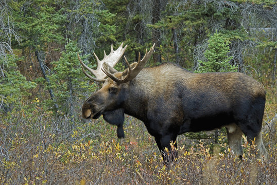 Moose (Alces Alces) In A Forest; Alberta, Canada