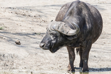 Cape Buffalo (Syncerus caffer) Drinking at a Water Hole in Africa