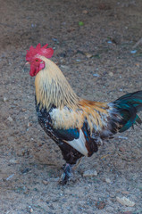 Beautiful colorful rooster standing on the ground