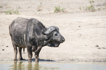 Obraz premium Cape Buffalo (Syncerus caffer) Drinking at a Water Hole in Africa
