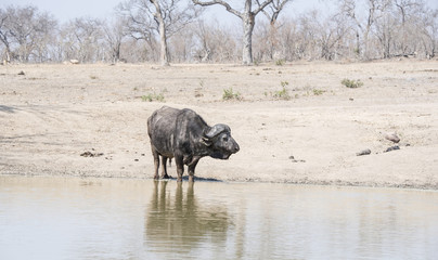 Cape Buffalo (Syncerus caffer) Drinking at a Water Hole in Africa