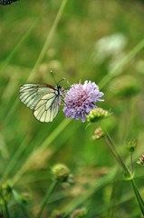 butterfly on flower