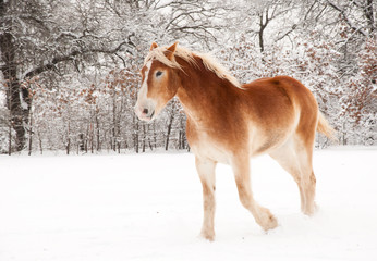 Obraz premium Belgian Draft horse in snow