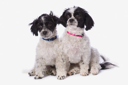 Black And White Havanese Puppies; St. Albert, Alberta, Canada